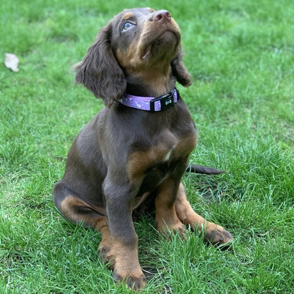 Daydreams and Unicorns Collar - Pet Supplier Store