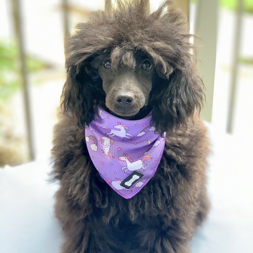 Daydreams and Unicorns Cooling Bandana - Pet Supplier Store