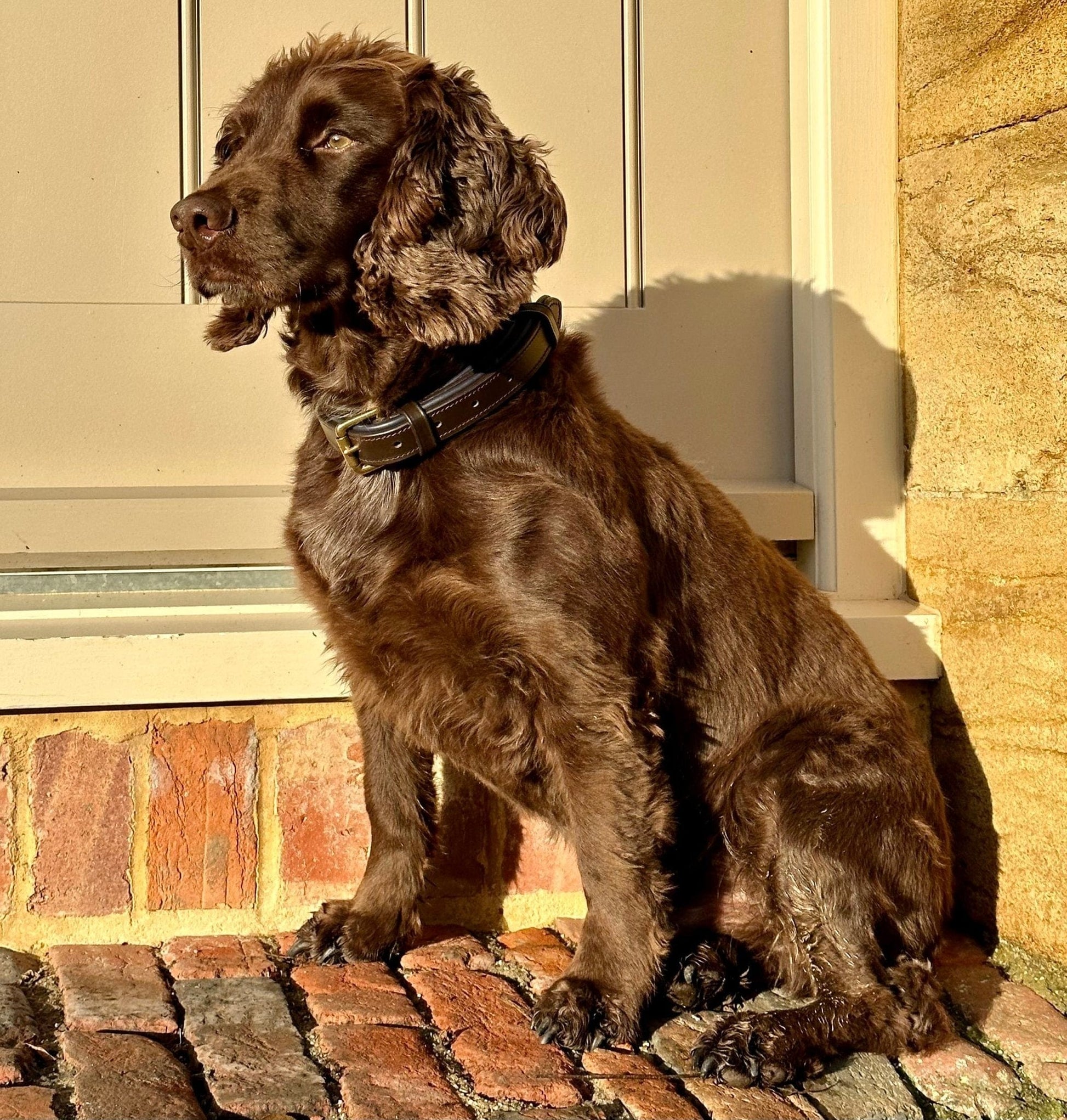 Deluxe Padded Leather Dog Collar - Pet Supplier Store