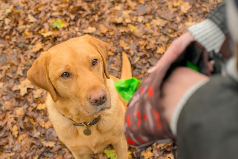 Deluxe Training Pouch - Pet Supplier Store