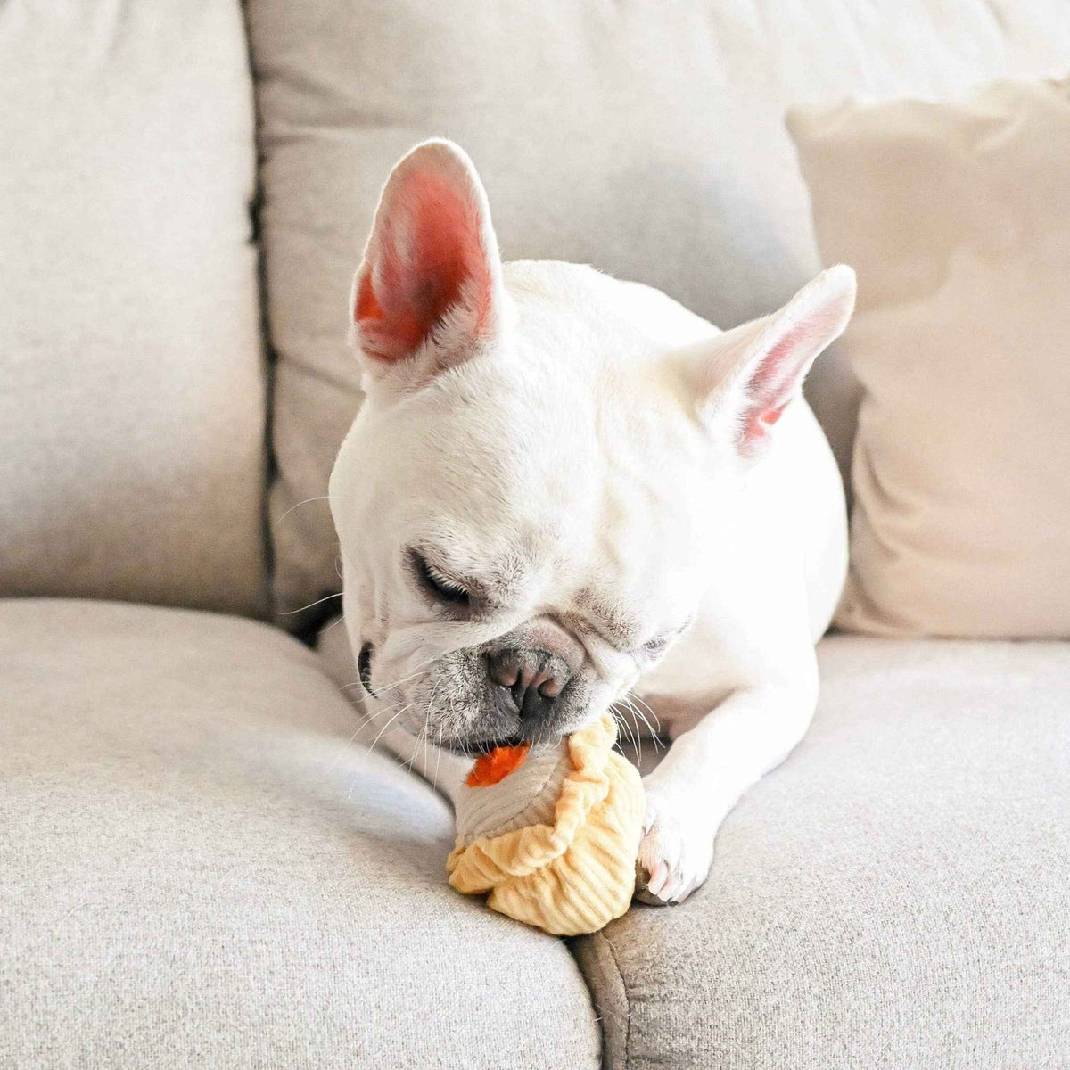 Dim Sum Pop enrichment dog toy - Pet Supplier Store