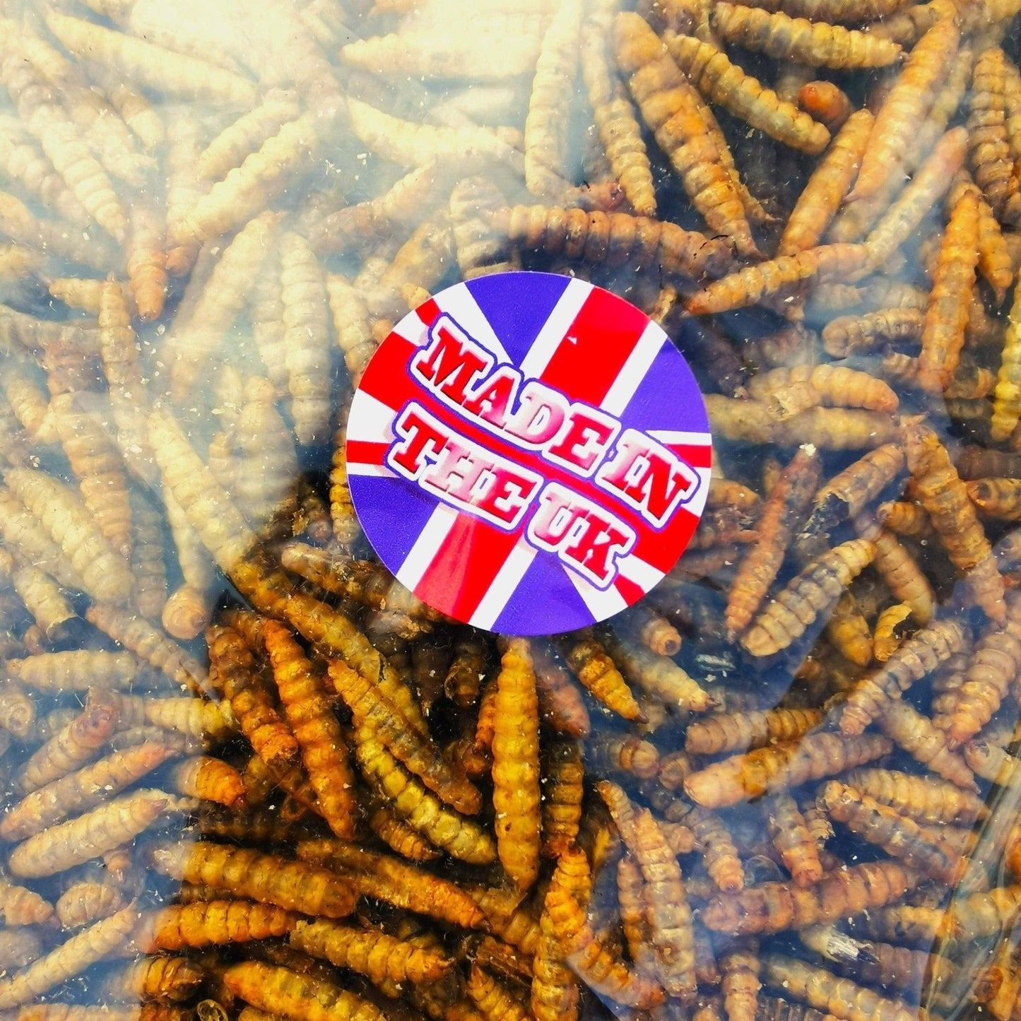 Dried Calciworms - UK grown - better than mealworms - PROTEIN Boost - Pet Supplier Store