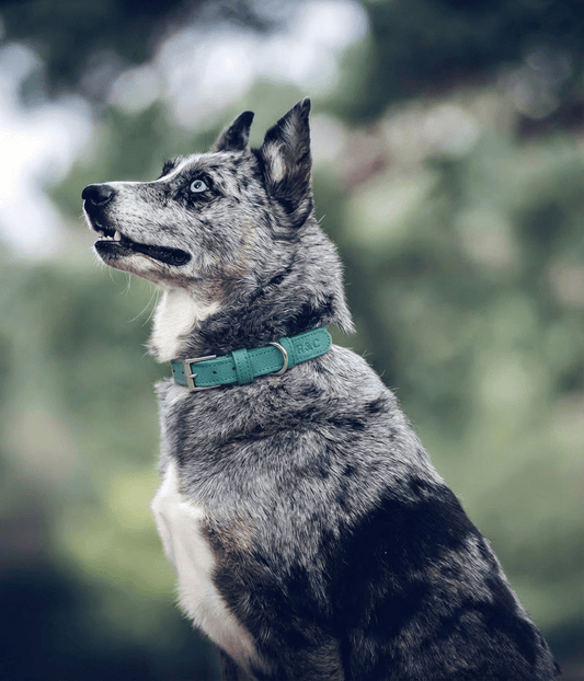 Duck Egg Blue Leather Dog Collar - Pet Supplier Store