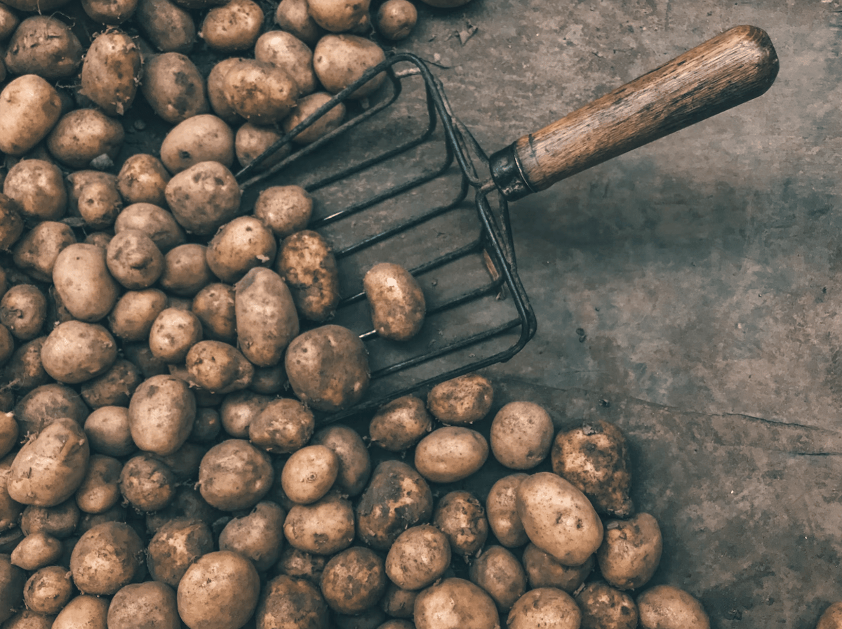 Duck & Potato - Premium - Pet Supplier Store