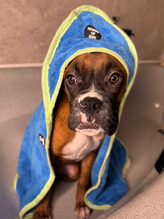 Eden's Orchard Dog Towel - Pet Supplier Store