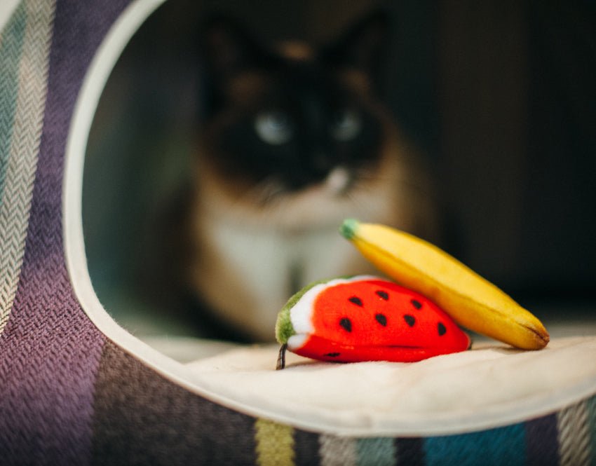 Feline Frenzy Tropical Fruits Cat Toy Set of 2 - Pet Supplier Store