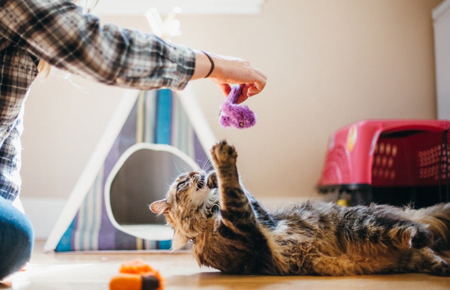 Feline Frenzy Worms Cat Toy Set of 2 - Pet Supplier Store