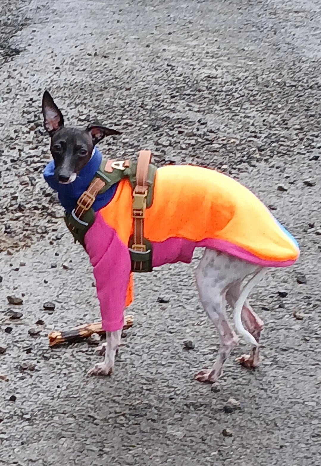 Fleece Jumper - Neon Colour Block - Pet Supplier Store