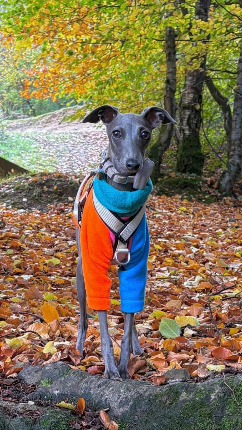 Fleece Jumper - Neon Colour Block - Pet Supplier Store
