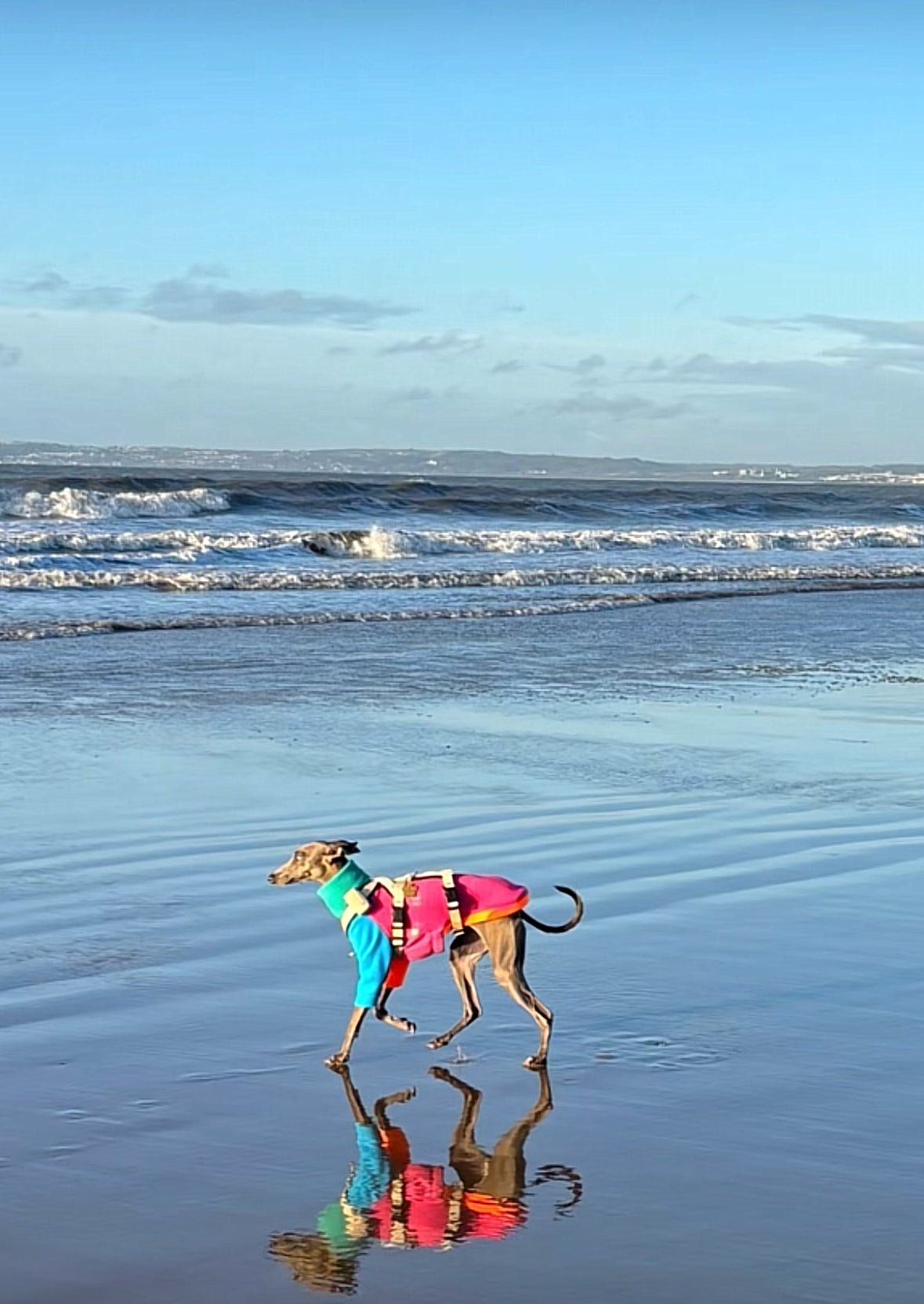 Fleece Jumper - Neon Colour Block - Pet Supplier Store