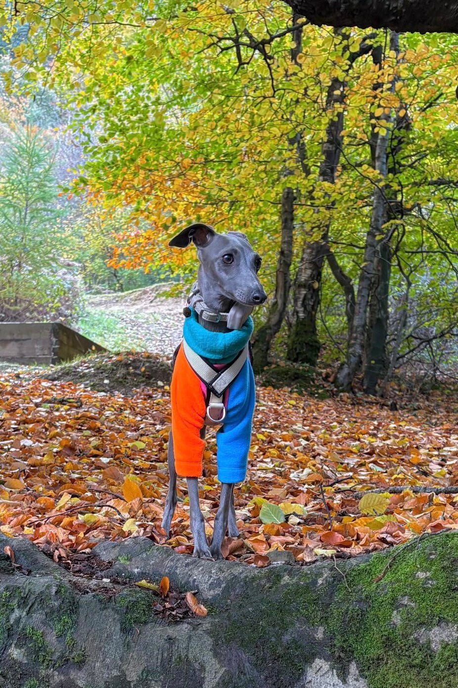 Fleece Jumper - Neon Colour Block - Pet Supplier Store