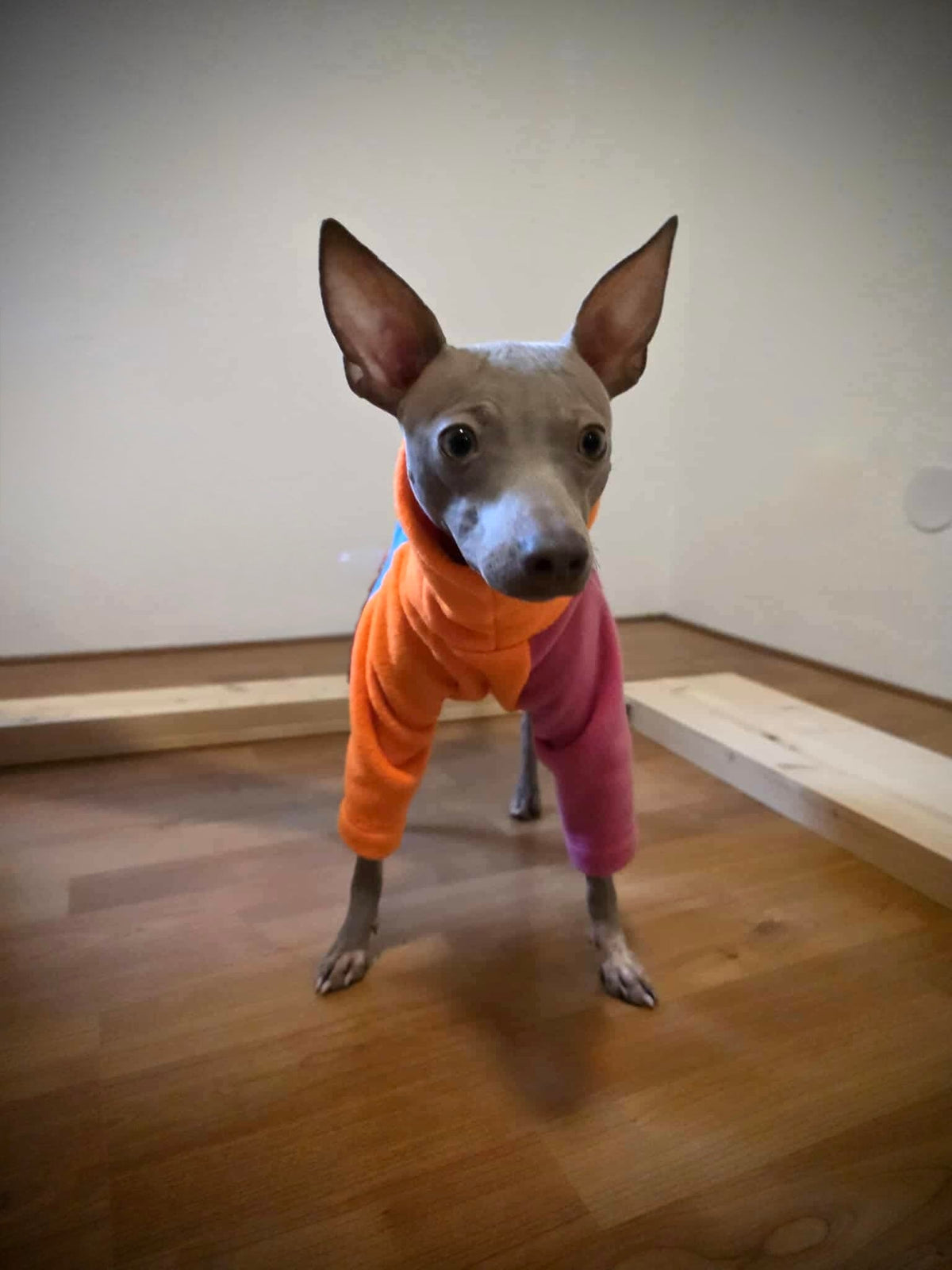 Fleece Jumper - Neon Colour Block - Pet Supplier Store