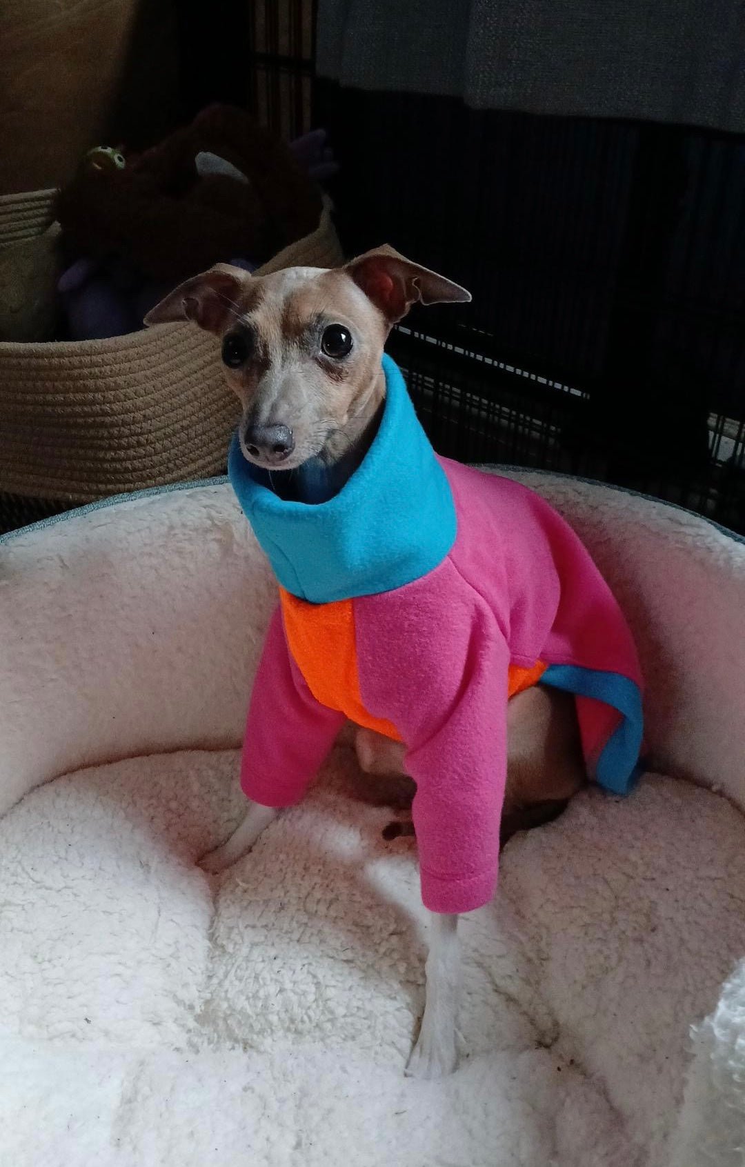 Fleece Jumper - Neon Colour Block - Pet Supplier Store
