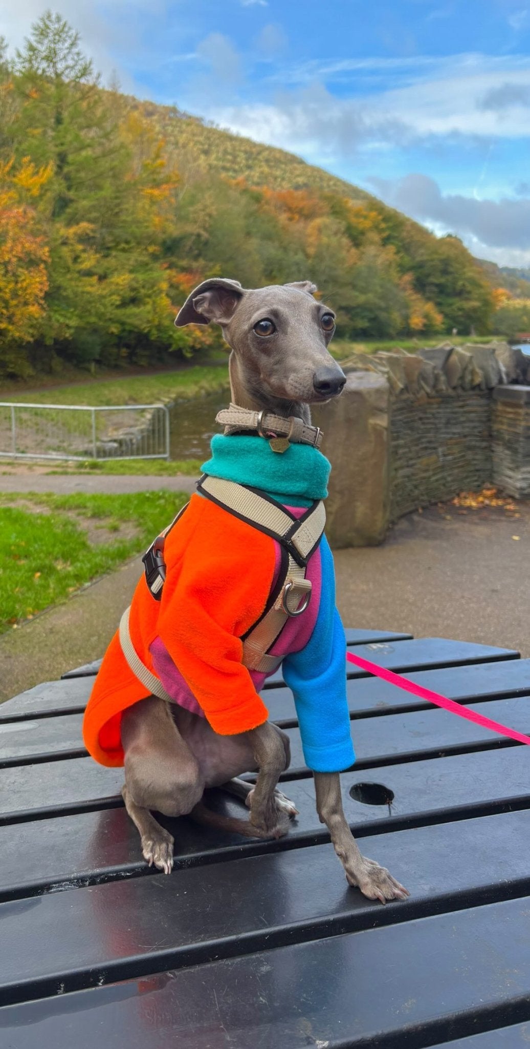 Fleece Jumper - Neon Colour Block - Pet Supplier Store
