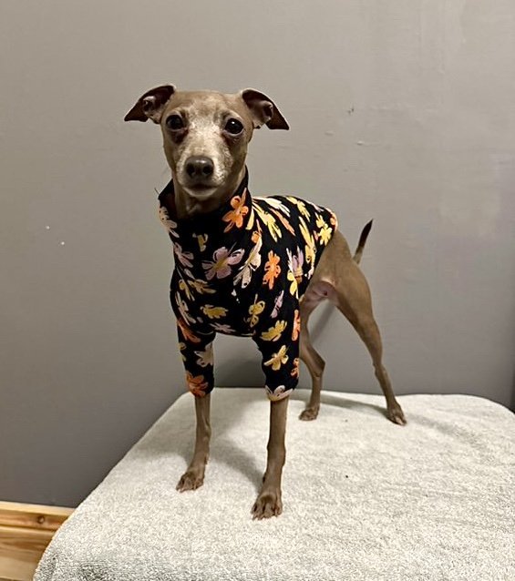 Fleece Lined Sweatshirt Jumper - Flower Power - Pet Supplier Store