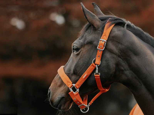 Fleece Padded Head Collar - Orange - Pet Supplier Store
