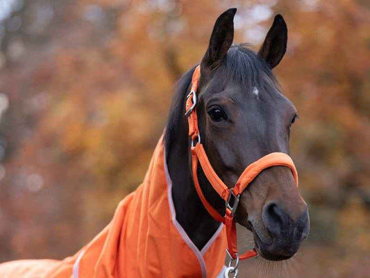 Fleece Padded Head Collar - Orange - Pet Supplier Store