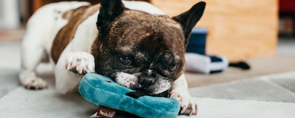 Flip Flop Sandal Plush Dog Toy - Pet Supplier Store