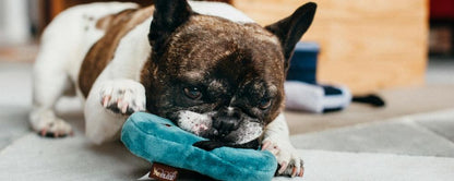 Flip Flop Sandal Plush Dog Toy - Pet Supplier Store