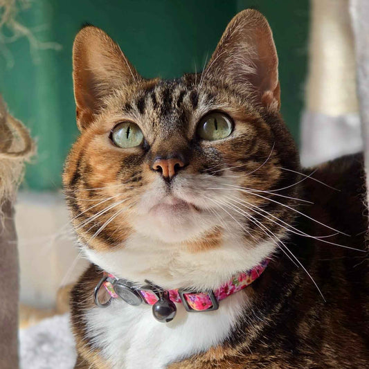 Florentina - Cat Collar, One Size - Pet Supplier Store