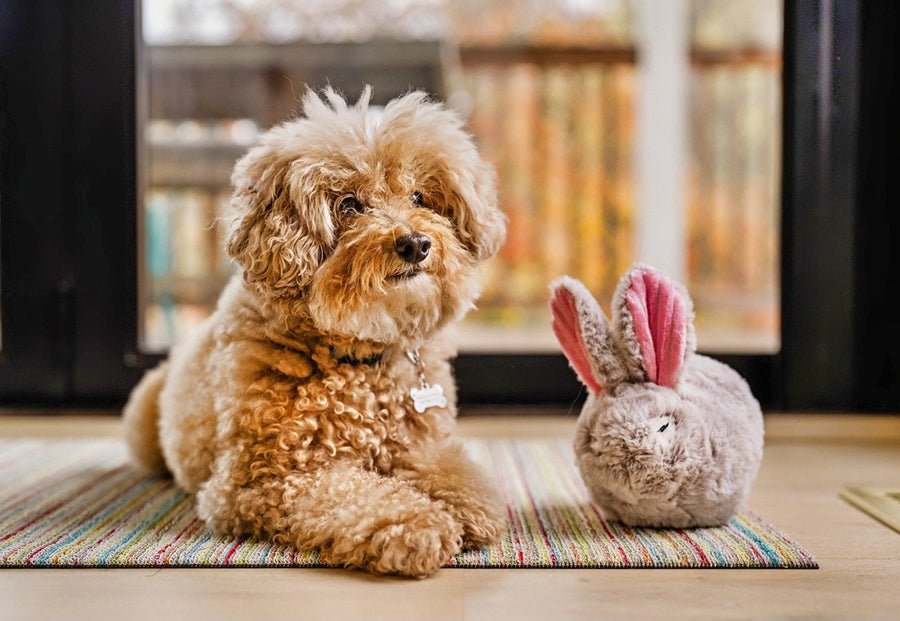 Forest Friends - Baxter the Bunny - Pet Supplier Store