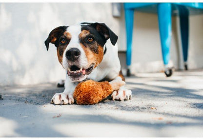 Fried Chicken Plush Dog Toy - Pet Supplier Store