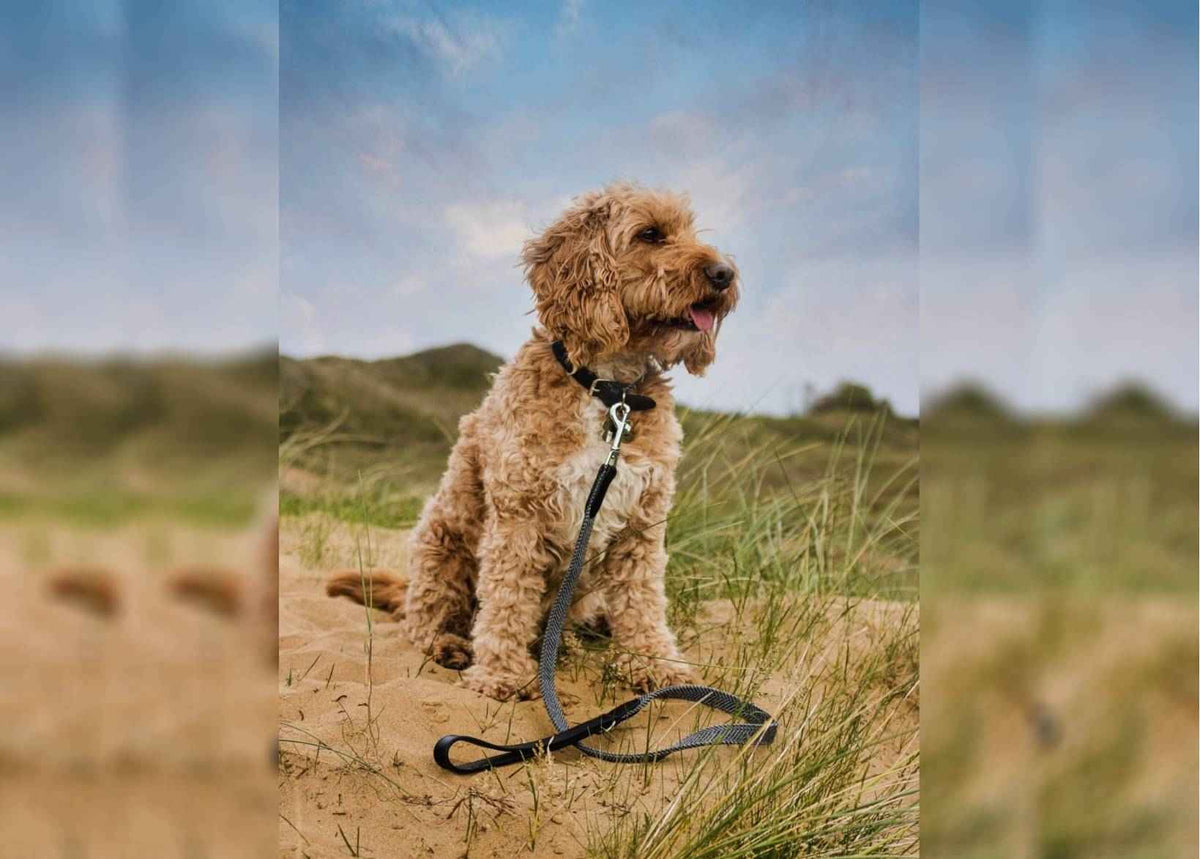 Herringbone & Leather Collar - Balmoral - Pet Supplier Store