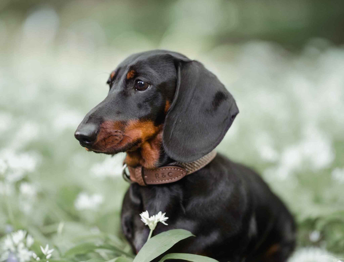 Herringbone & Leather Collar - Lincoln - Pet Supplier Store