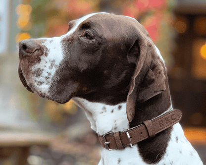 Herringbone & Leather Collar - Lincoln - Pet Supplier Store