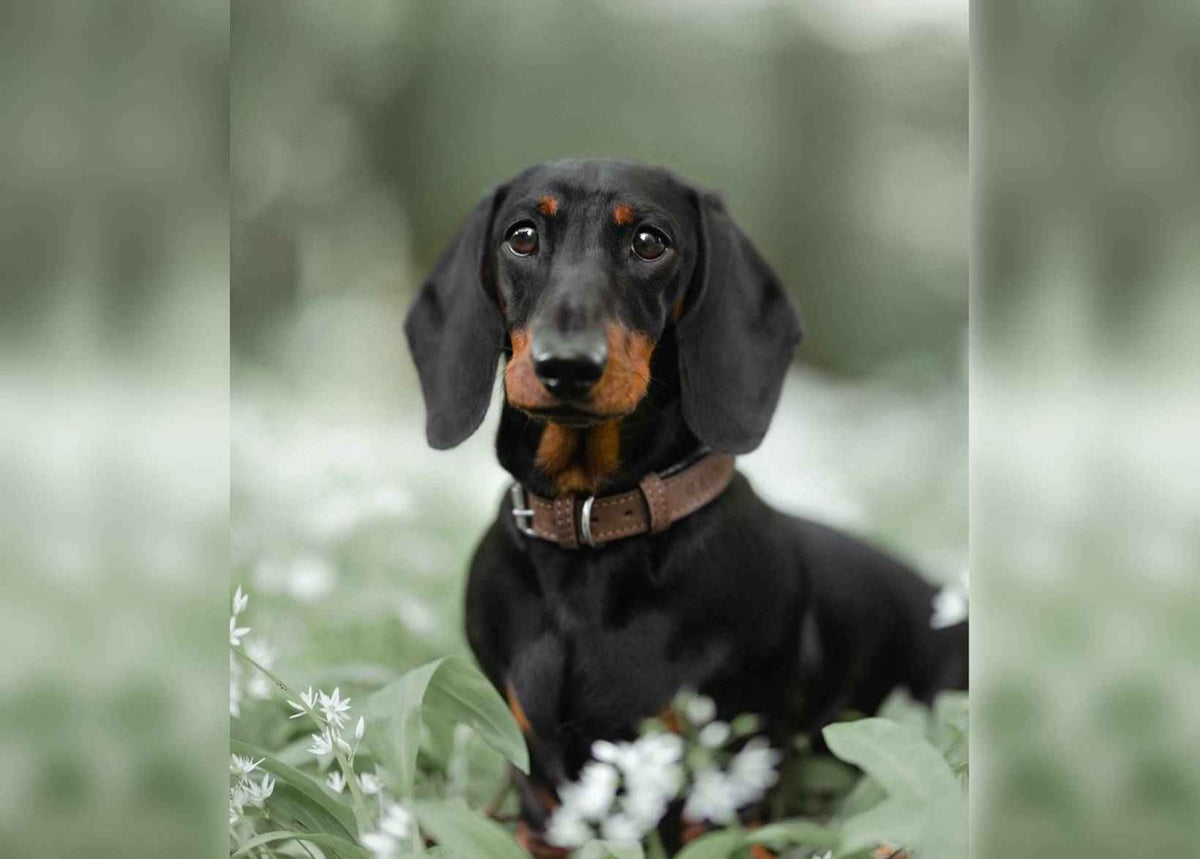 Herringbone & Leather Collar - Lincoln - Pet Supplier Store