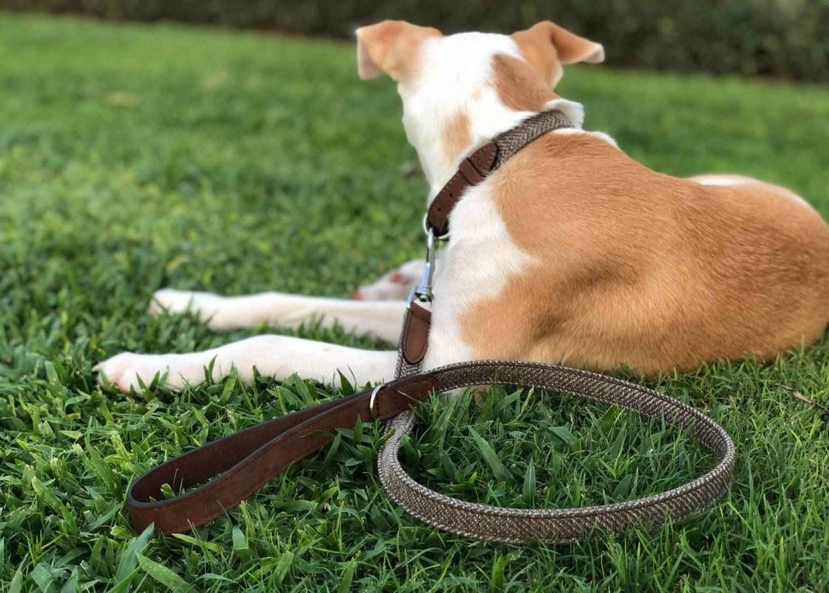 Herringbone & Leather Lead - Lincoln - Pet Supplier Store