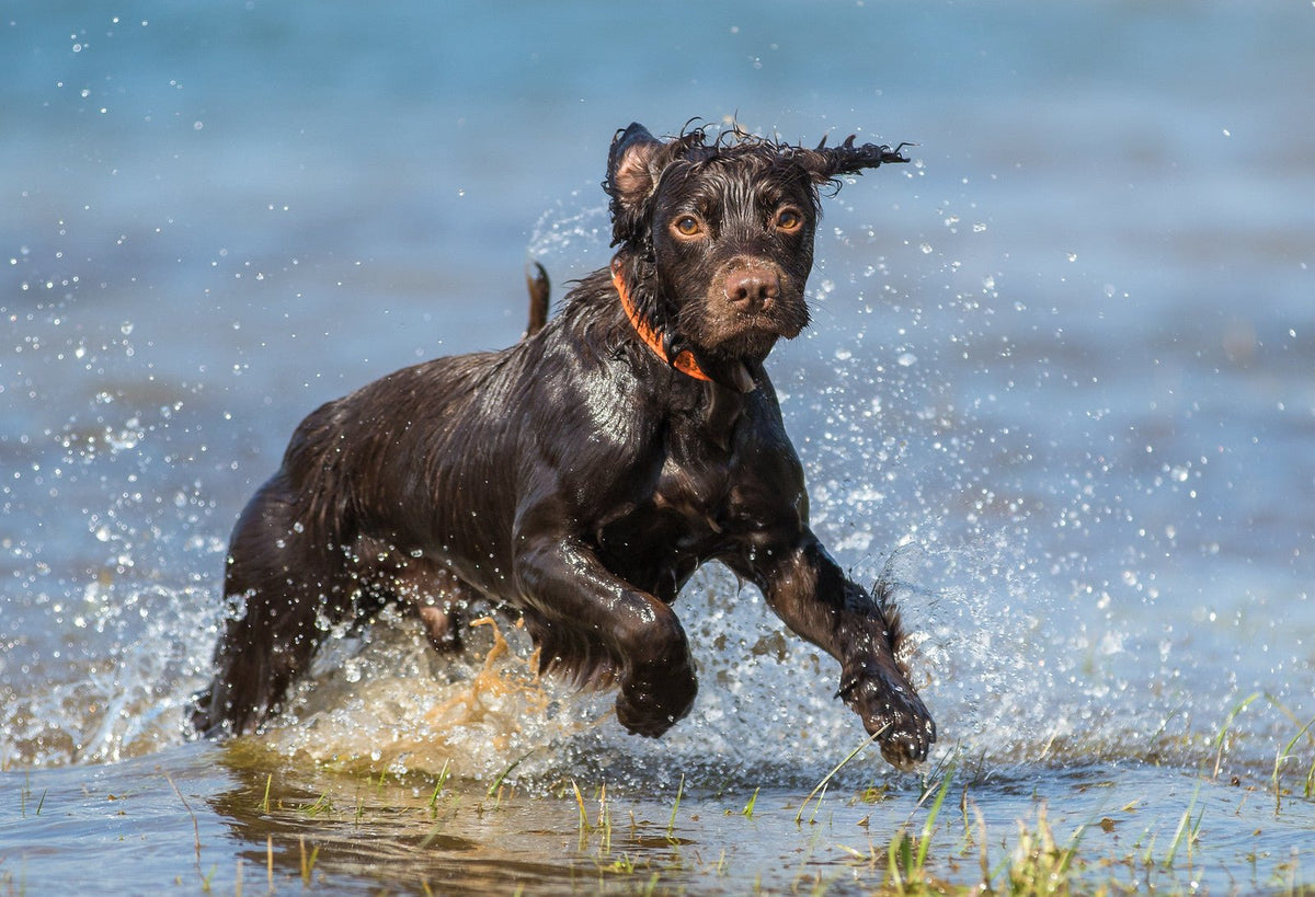 Hip and Joint Dog - Pet Supplier Store