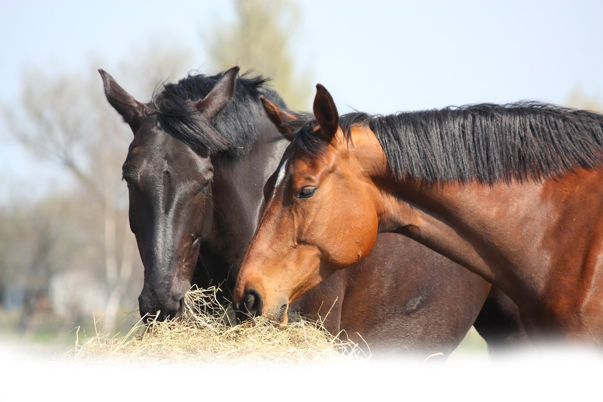 Hip and Joint Horse GLUCOSE FREE Premium Joint Supplement - Pet Supplier Store