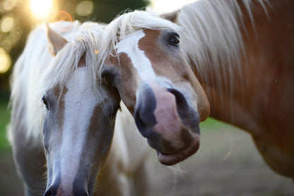 Hip and Joint Horse PLUS GLUCOSE FREE Premium Joint Supplement - Pet Supplier Store