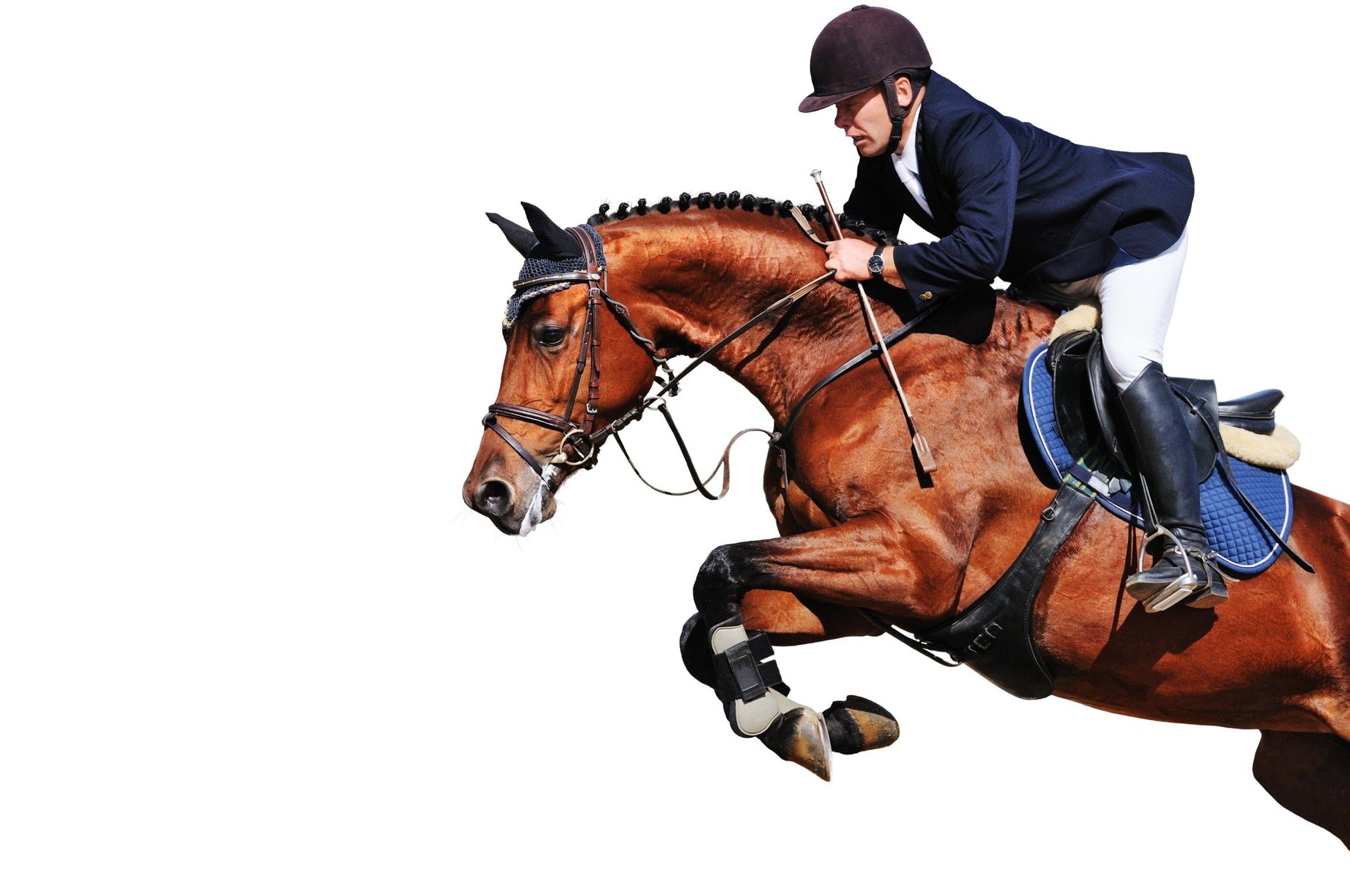Hip and Joint Horse Premium Joint Supplement - Pet Supplier Store