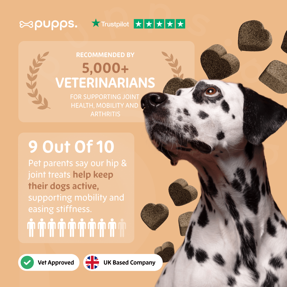 Hip & Joint Treats - Pet Supplier Store