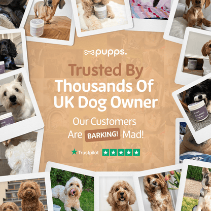 Hip & Joint Treats - Pet Supplier Store