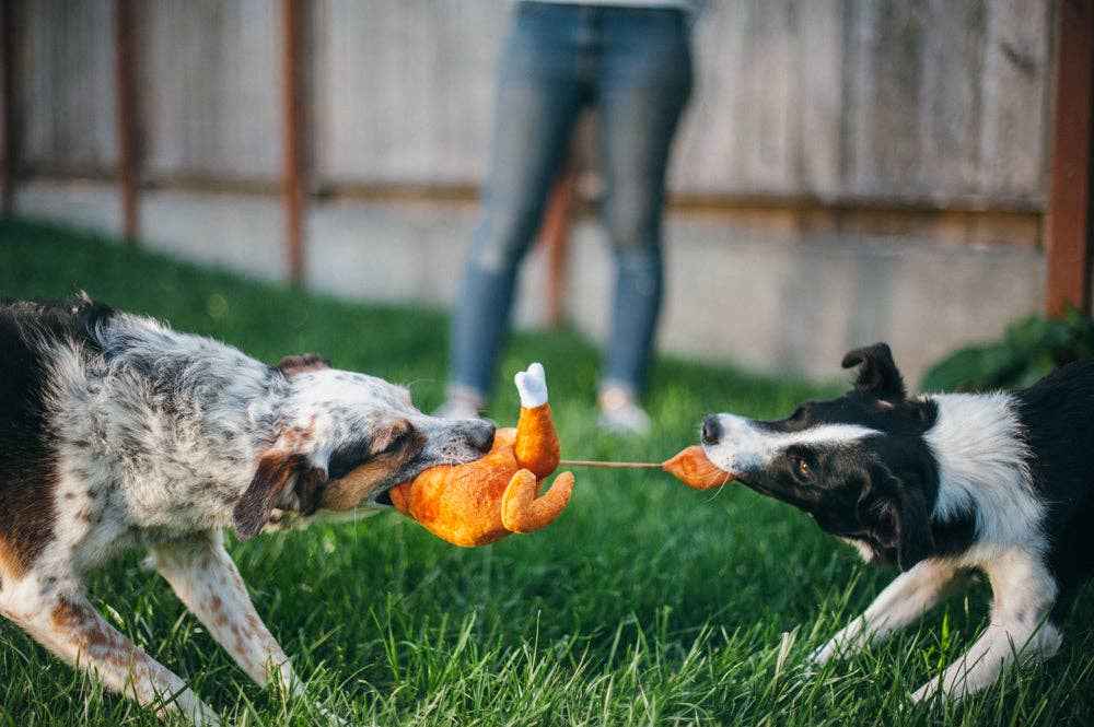 Holiday Classic Holiday Hound Turkey - Pet Supplier Store