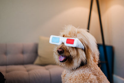 Hollywoof D3-Dog Glasses Dog Toy - Pet Supplier Store