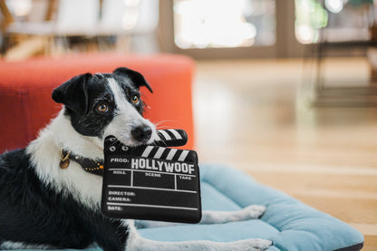 Hollywoof Doggy Director Board Dog Toy - Pet Supplier Store