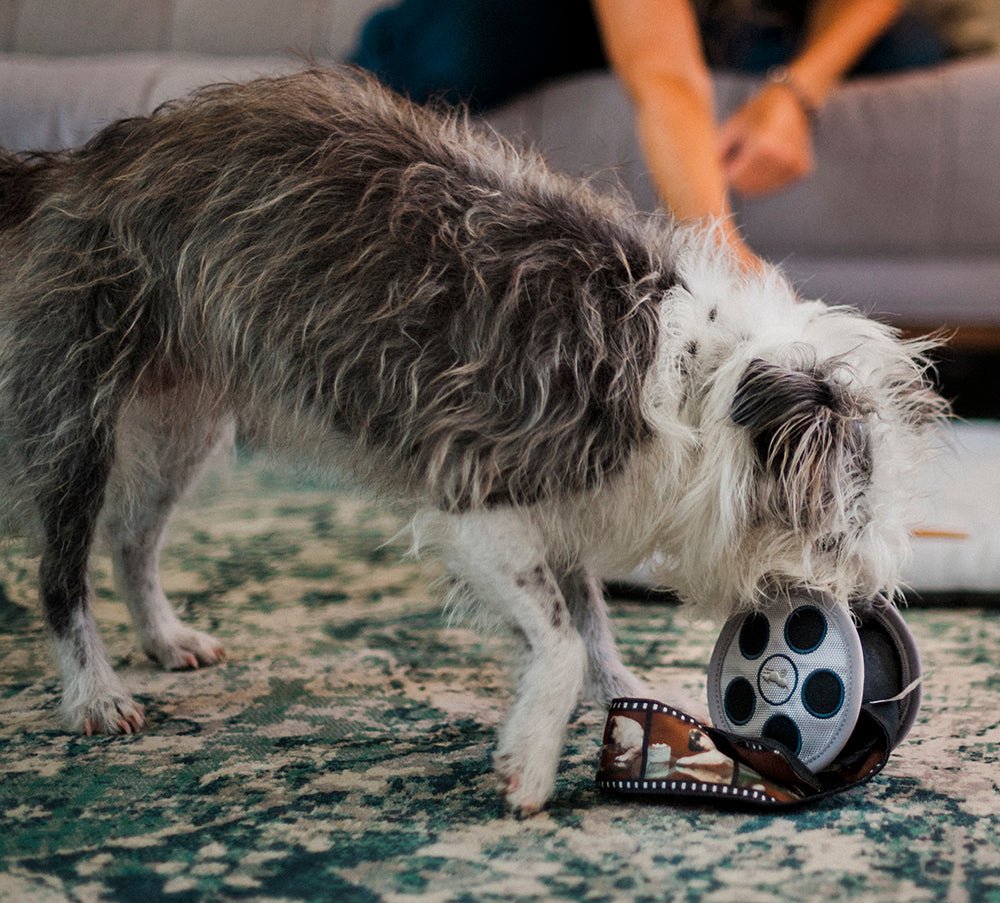 Hollywoof Movie Reel Dog Toy - Pet Supplier Store