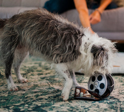 Hollywoof Movie Reel Dog Toy - Pet Supplier Store