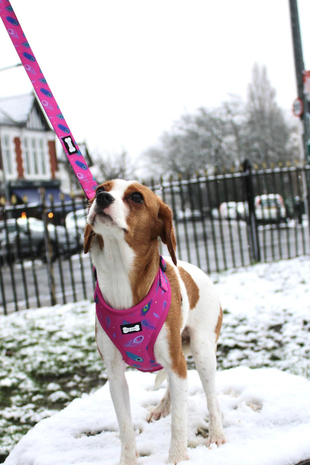 Peacock Power Adjustable Dog Harness - hot pink peacock feather dog harness