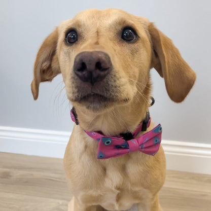 Peacock Power Dog Collar: Stylish, Durable, and Comfortable for Your Dog