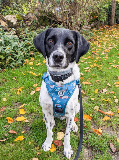 Lazy Sloth No Pull Tactical Dog Harness – Blue Teal Sloth Print, Adjustable, Step-In (Small-XL) 🦥