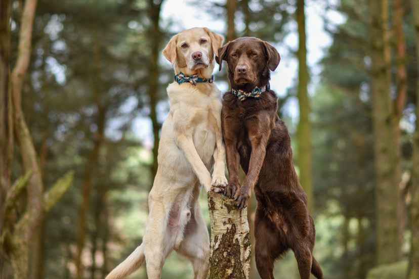 'Brush It Off' Dog Bow