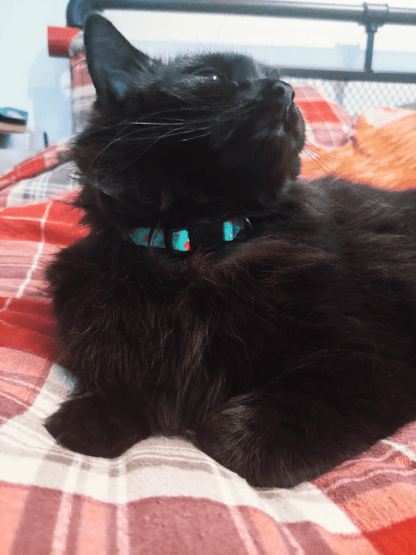 Inquisitive Fox Cat Collar - Pet Supplier Store
