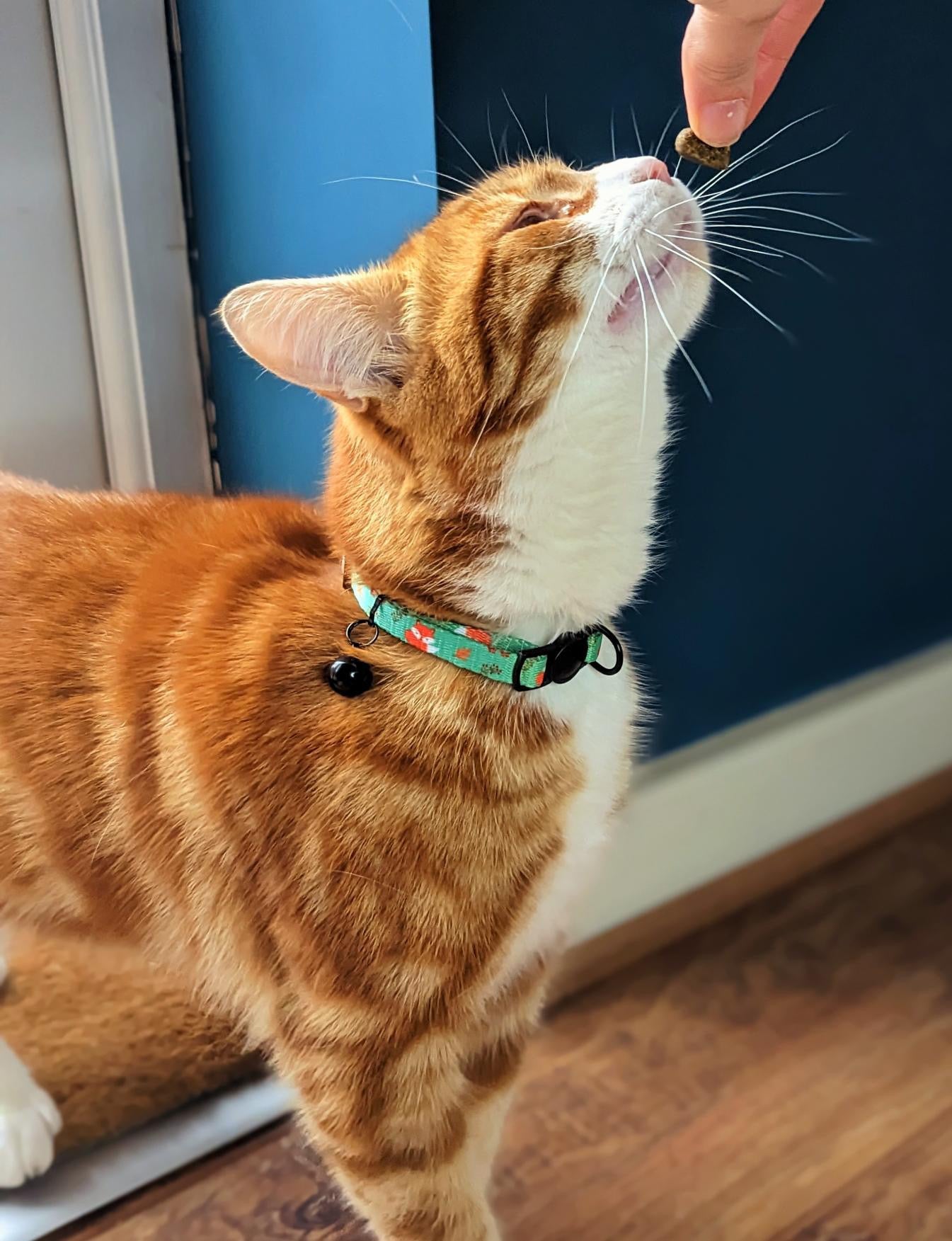 Inquisitive Fox Cat Collar - Pet Supplier Store