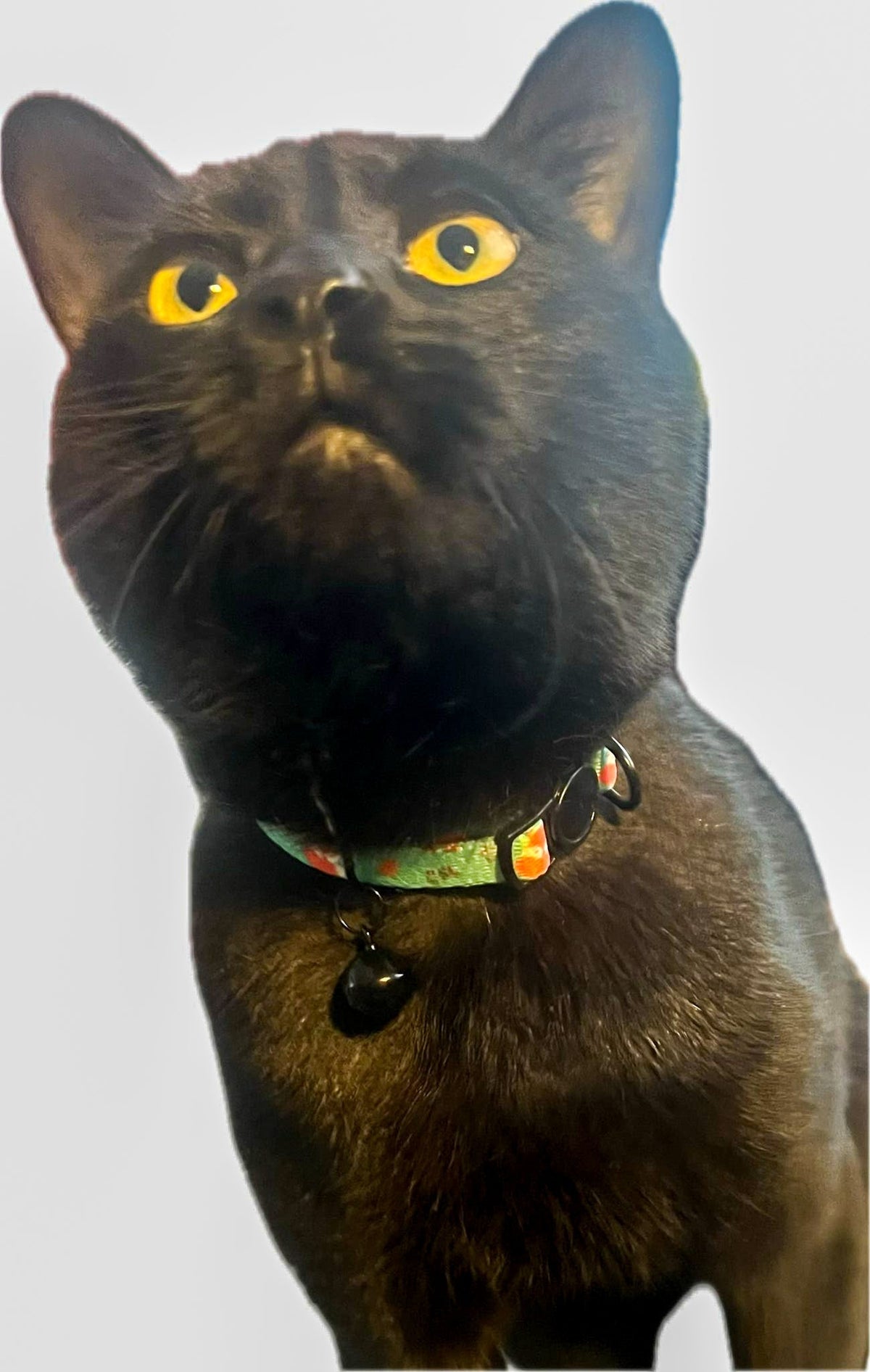 Inquisitive Fox Cat Collar - Pet Supplier Store