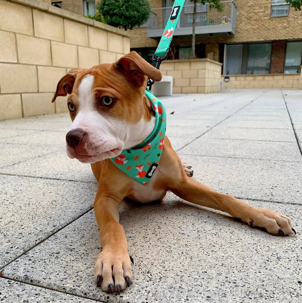 Inquisitive Fox Cooling Bandana - Pet Supplier Store